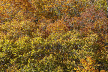 黄葉のテクスチャー
