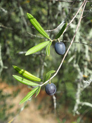 Schwarze Oliven am Baum