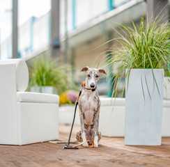 eleganter Whippet Windhund neben edlen Ambiente