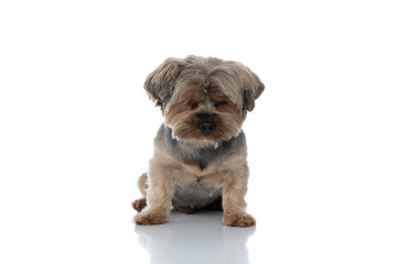 Yorkshire Terrier dog sitting with his eyes closed