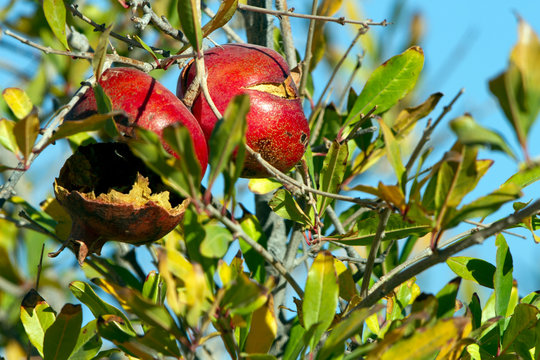 Ripe, split pomegranates grow on a cultivated bush in rural Nevada