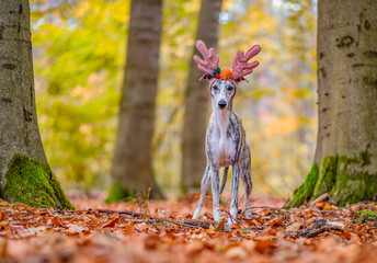 Windhund / Whippet Hündin mit Rentier Geweih im herbstlichen Wald