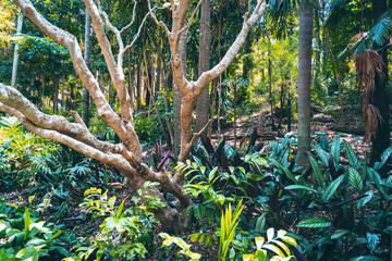 trees in a tropical park and forest