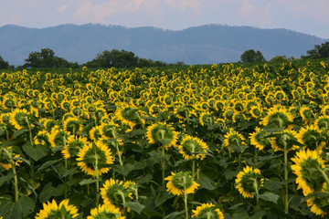 field of sunflowers