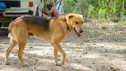 Stray dog outdoors