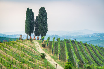 Beautiful Italian landscape with rolling hills, cypress trees, vineyards and dirt road at sunrise....