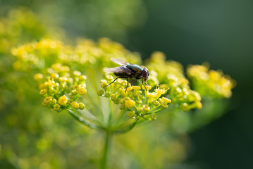 Blowfly collects pollen from dill herbs