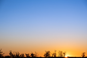 Sunset over trees silhouettes with copy space in the sky