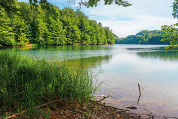 Morske Oko lake among primeval beech forest with grassy shore. beautiful Vihorlat scenery of Slovakia in summer. clean environment concept.
