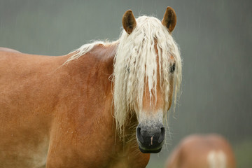 Haflinger im Regen in den Bergen