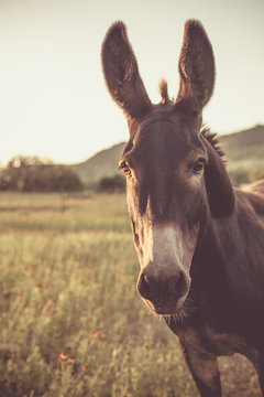 Donkey