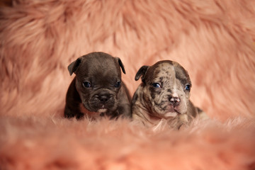 American bully dogs lying down and looking ahead tired