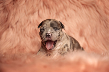 American bully dog with spotted fur lying down and yawning