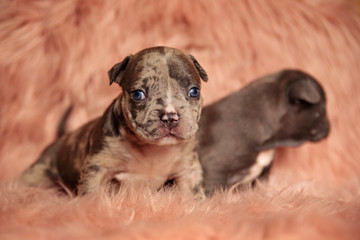  American bully dogs sitting one in spotlight and one blurred