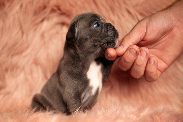 American bully dog  exchanging affection with his owner