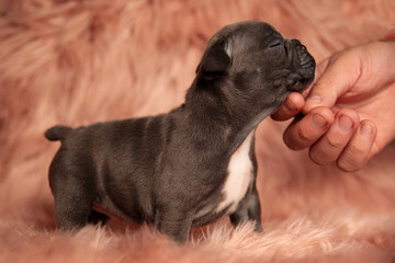  American bully dog with brown fur standing with eyes closed