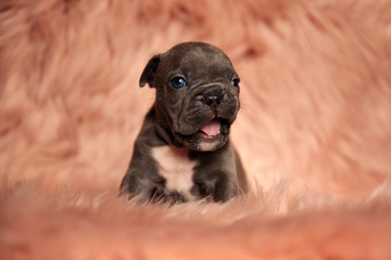 American bully dog with brown fur sitting and yawning