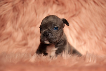 American bully lying down and looking at camera