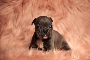  American bully dog standing and staring at camera