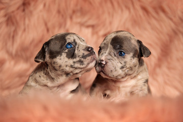 two adorable American bully dogs sitting and cuddling