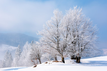 tees in hoarfrost on a snow covered meadow. fantastic winter landscape in mountains on a misty morning weather with blue sky. minimalism concept in fairy tale scenery