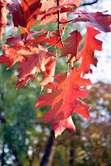 Fototapeta premium Autumn leaves overhead against the sky. Colorful autumn. Landscape in autumn season. Autumn leaves background.