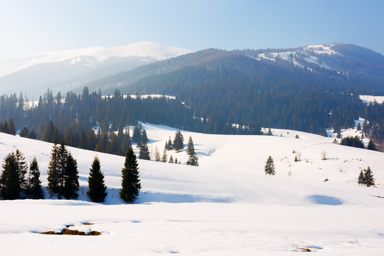 winter fairy tale in carpathian mountains. amazing landscape of borzhava ridge. snow capped vvelykiy verkh peak in the distance. spruce forest on hills. sunny weather with a bit of haze in the air