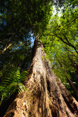 frog view of tree in the Australian rain forest