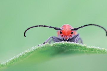 Milkweed Bug