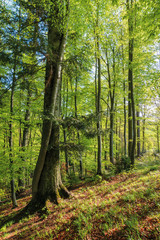 Obraz premium beech forest at sunrise in sunny weather. nature background in morning light. tall trees in green foliage. magic atmosphere of springtime. relaxing walk through woods