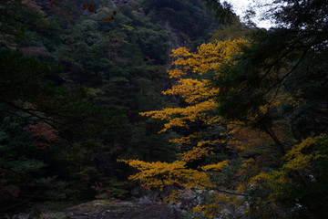 Fototapeta premium 黄色 紅葉