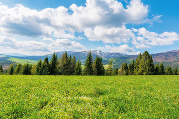 spruce forest on the grassy meadow with tiny flowers in mountains. great transcarpathian springtime...