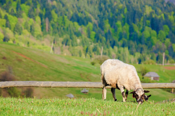 Fototapeta premium fluffy goat grazing on a mountain meadow. fresh green grass near the wooden fence. distant ridge with snow capped tops. wonderful rural scenery on a sunny springtime evening. 