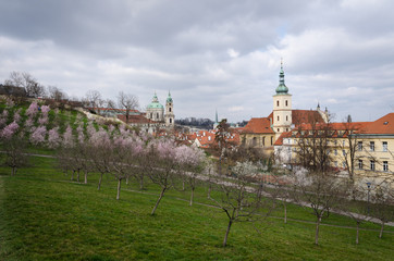 Prague cityscape from a garden with blooming trees, Czch Republic