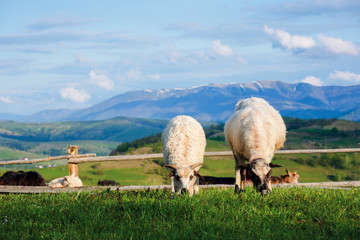 two fluffy goats grazing  fresh grass on a mountain meadow in front of the fence. distant ridge...