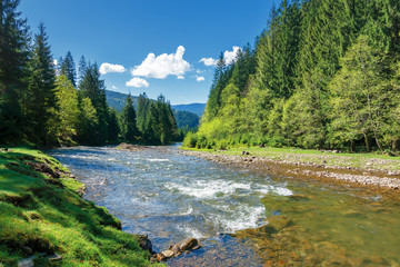landscape with mountain river among spruce forest. beautiful sunny morning in springtime. grassy...