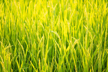 Obraz premium Rice in field conversion test at North Thailand,rice yellow color,Close up grain,abstract nature