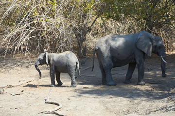 Elephants in Mana Polls National Park, Zimbabwe