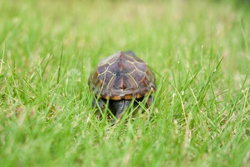 芝を歩く亀の後ろ姿