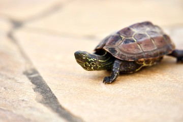 石タイルの上を歩く亀