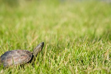 芝に横向きの亀　スペース