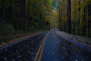 Obraz premium road in forest