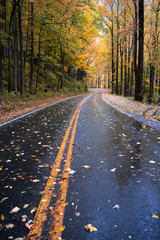 Obraz premium road in forest