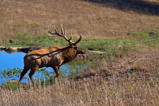 Bull Elk leaving the water hole at sunrise
