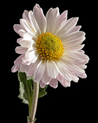 Light pink chrysanthemum flower, isolated on black background