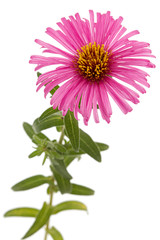 Pink  flower of aster, isolated on white background