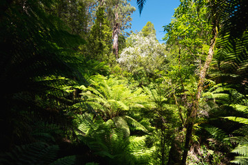 Australian rain forest