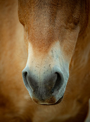 Head of rare Przewalski's horse