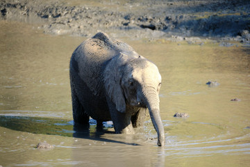 Elephants in Mana Polls National Park, Zimbabwe