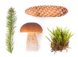 Forest Concept. Fir-Tree Cone, Fir-Needles, Boletus Edulis. Isolated on White Background Close-Up
